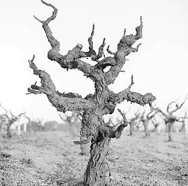 Bodega de Julia inspiracion costa rica